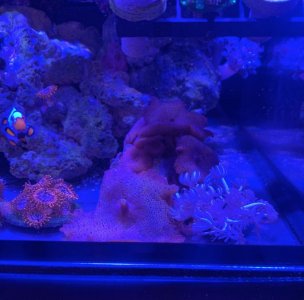 Screen Shot 2020-08-06 at 7.13.40 PM.jpg