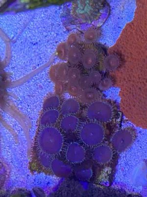 IMG_2679.jpg