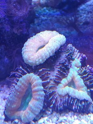 lobophyllia.jpg