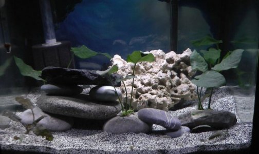 BioCube with Fluval 3.0 Light.jpg