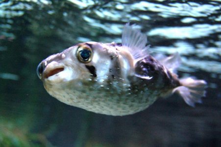 Porcupine Puffer.jpg