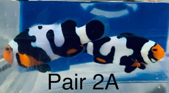 Pair 2A.jpg