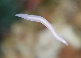 White Worm.jpeg