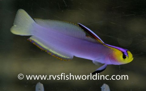 helfrich-firefish-philippines-6.jpg