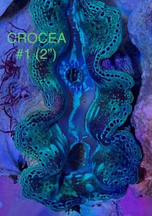 Crocea 1.jpg