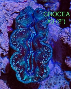 Crocea 3.jpg