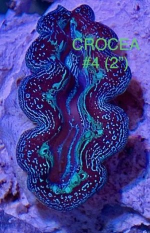 Crocea 4.jpg