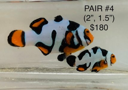 Pair 4.jpg