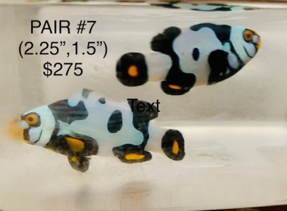 Pair 7.jpg