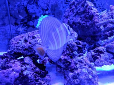 sailfin.jpg