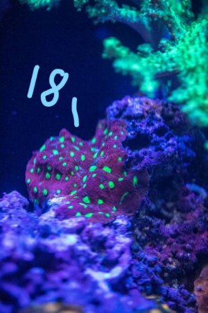 Inkedwarcoral_LI.jpg