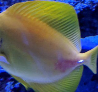 YellowTang.jpg