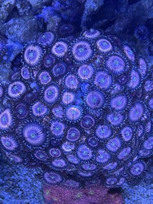 zoa.jpg