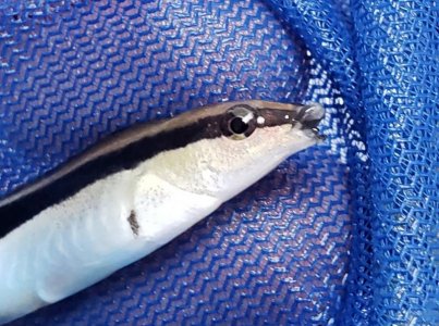 Wrasse1.jpg