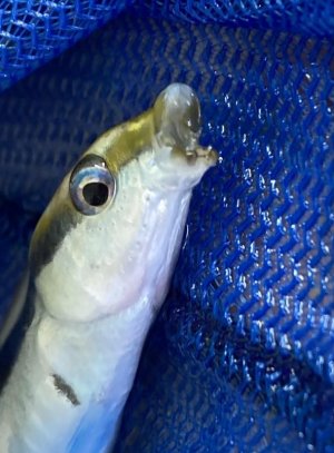 Wrasse2.jpg
