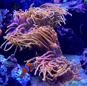 Anenome.jpg