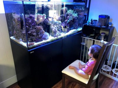 Fish Tank 2.jpg