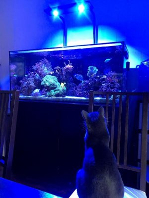 Fish Tank 3.jpg