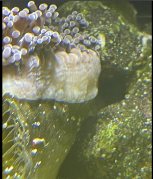 photo412471.png