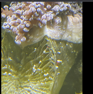 photo412472.png