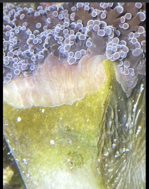 photo412473.png