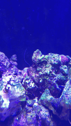 20220418_111723_3.gif