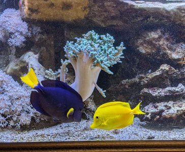 28 Purple Tang_20220324_152139567.jpg