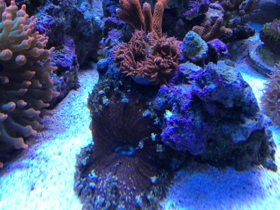 FF69AA17-7967-4A00-B720-D2864407385A.jpeg FF69AA17-7967-4A00-B720-D2864407385A.jpeg