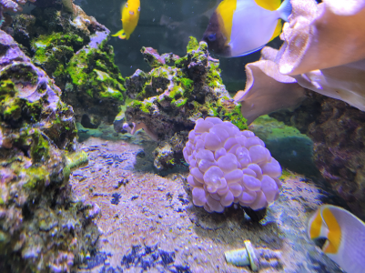 bubble coral.png