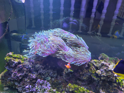 Anemone side shot.png