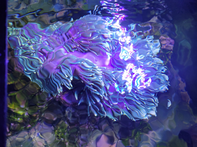 anemone top shot.png