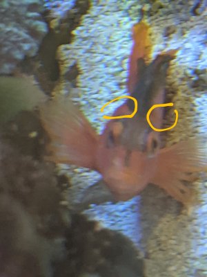 Flame Hawk 20210920B.jpg