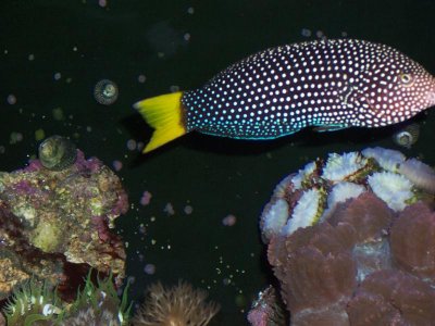 yellow tail tamrin.jpg