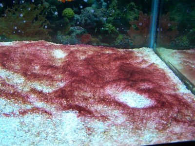 Aquarium 051sm.jpg