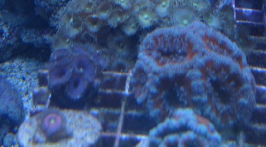 purple death etc.jpg