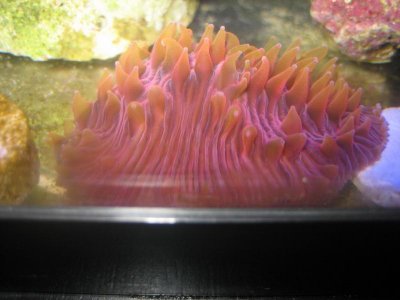 Red Fungia 3.jpg