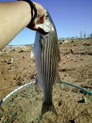 Striper.jpg