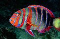 24M1020-06-harlequin-tuskfish.jpg