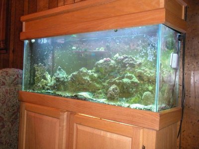 Kyles aquarium (4).jpg