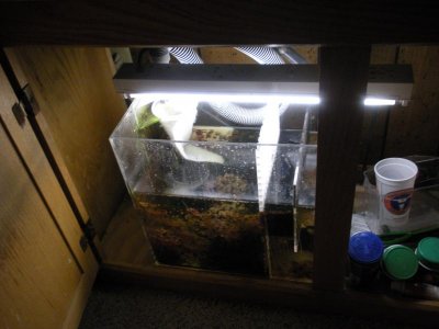 Kyles aquarium (5).jpg