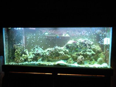 Kyles aquarium (6).jpg