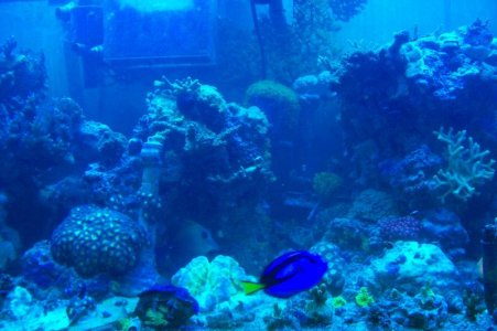 reef 002.jpg