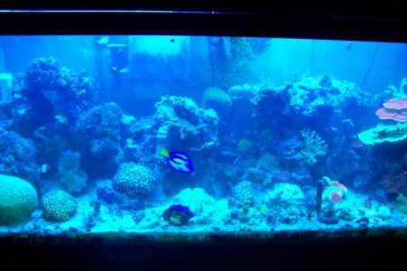 reef 003.jpg