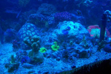 reef 004.jpg