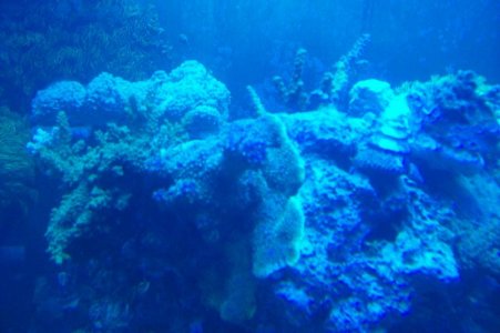 reef 005.jpg