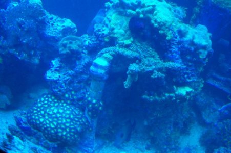reef 007.jpg