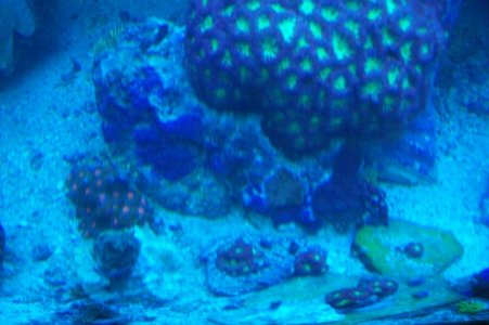 reef 008.jpg