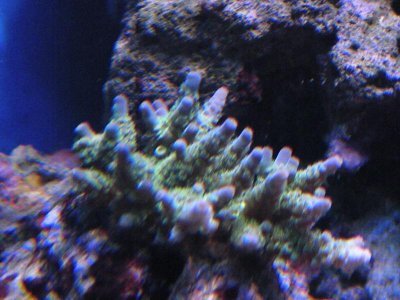 photo aquarium 001.jpg