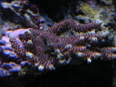 photo aquarium 002.jpg