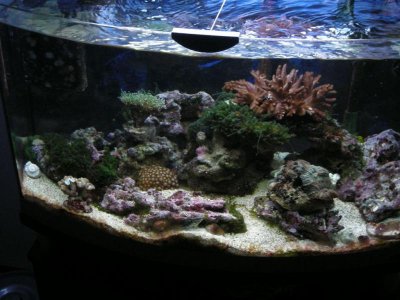 Aquarium 004.jpg